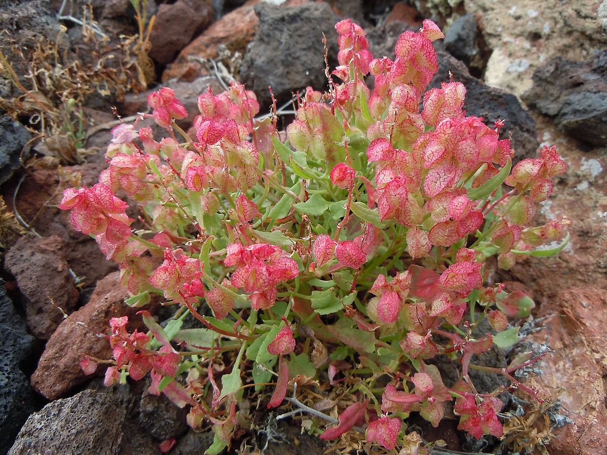 Rumex_vesicarius_Montana_Bermeja (1).JPG